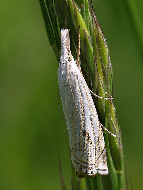 trávovec lúčny Crambus lathoniellus