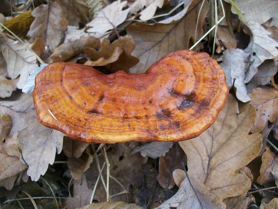 lesklokorka lesklá Ganoderma lucidum (Curtis) P. Karst.