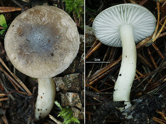 šťavnačka Hygrophorus sp.