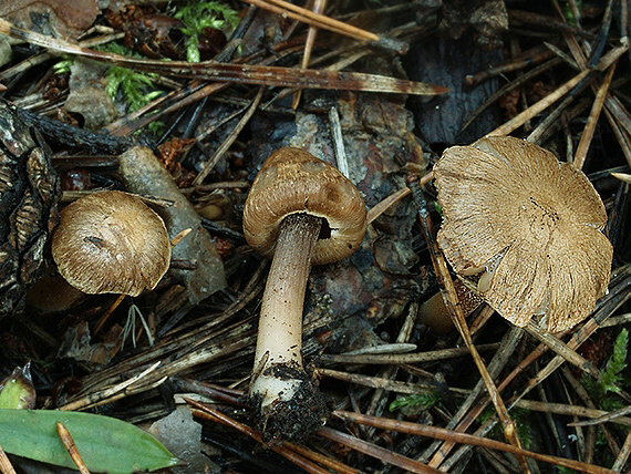 vláknica Inocybe sp.