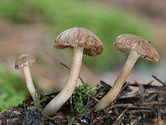 vláknica Inocybe sp.