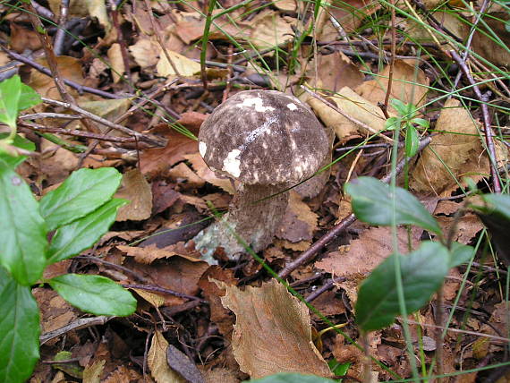 kozák barvoměnný Leccinum variicolor Watling