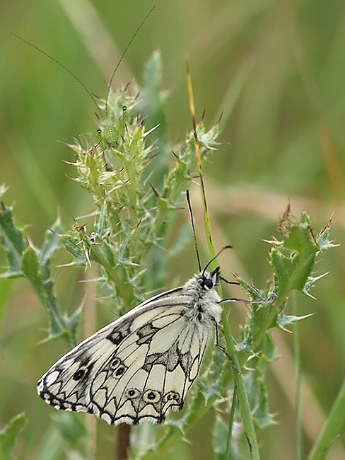 očkáň timotejkový Melanargia galathea