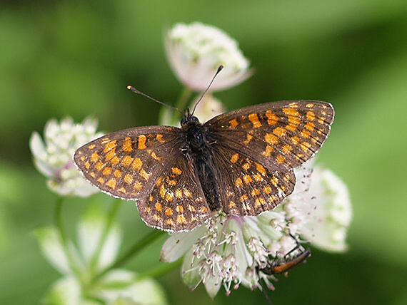 hnedáčik nevädzový Melitaea phoebe