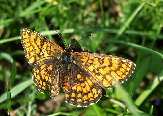 hnedáčik nevädzový Melitaea phoebe