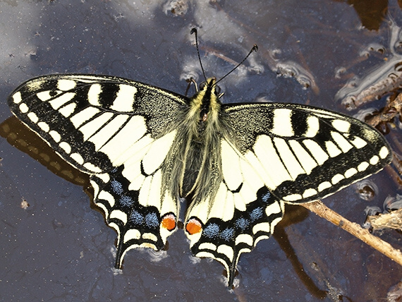 vidlochvost feniklový Papilio machaon