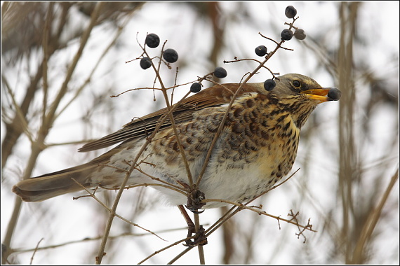 drozd čvíkotavý. Turdus pilaris