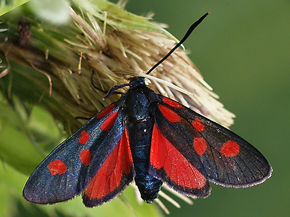 vretienka ľadencová Zygaena angelicae