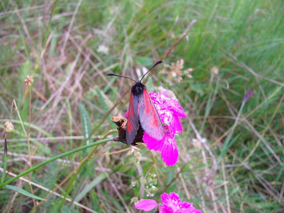 vretienka dúšková Zygaena purpuralis