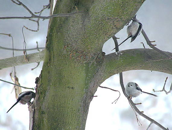 mlynařík dlouhoocasý Aegythalos caudatus