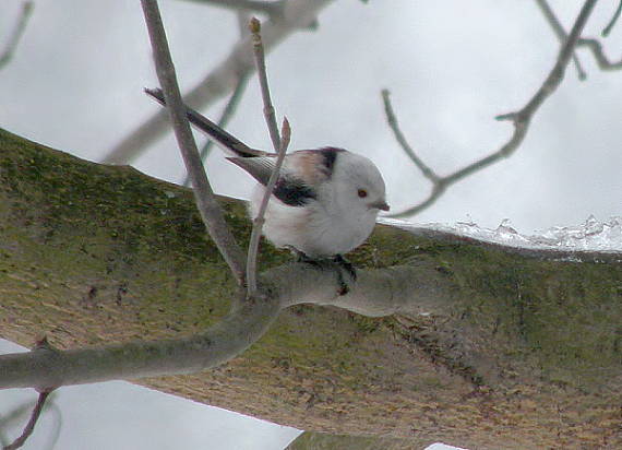 mlynařík dlouhoocasý Aegythalos caudatus