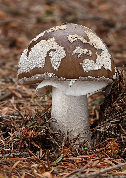 muchotrávka hrubá Amanita excelsa (Fr.) Bertill.