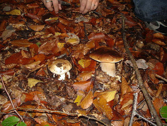 hríb smrekový Boletus edulis Bull.