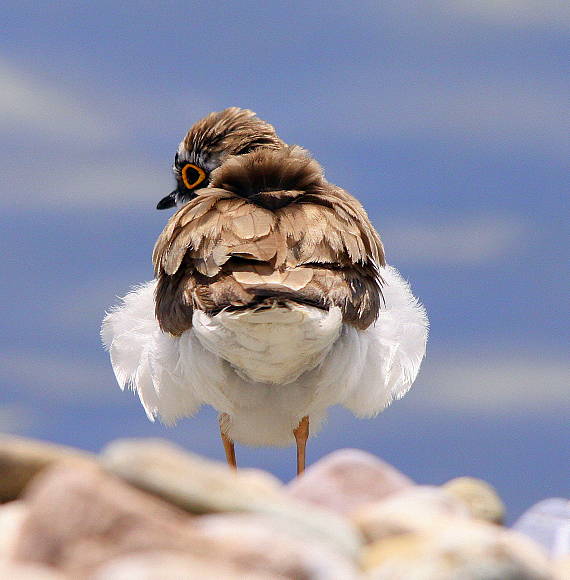 kulík riečny Charadrius dubius