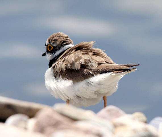 kulík riečny Charadrius dubius