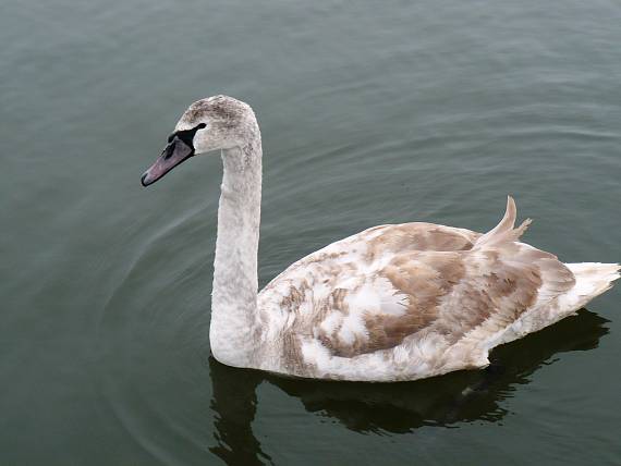 labuť hrbozobá. Cygnus olor