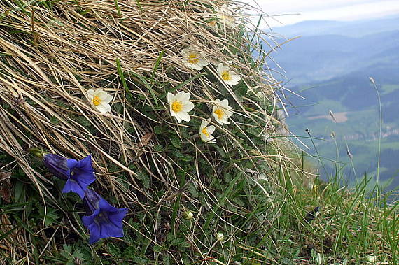 dryádka osemlupienková a horec clusiov Dryas octopetala a Gentiana clusii L.