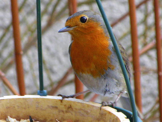 slávik červienka Erithacus rubecula