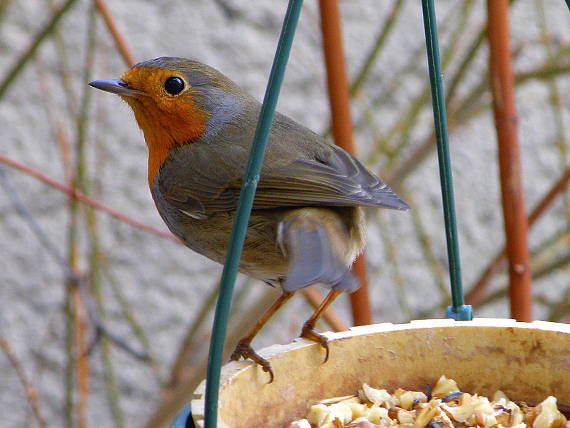 slávik červienka Erithacus rubecula