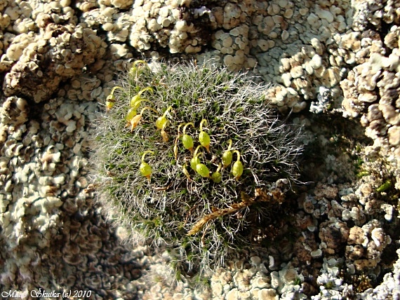 drobivka vankúšikovitá Grimmia pulvinata (Hedw.) Sm.