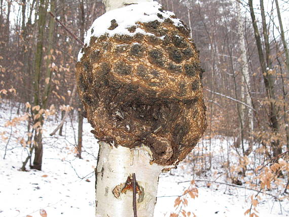 ryšavec šikmý Inonotus obliquus (Ach. ex Pers.) Pilát