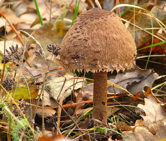 bedľa vysoká Macrolepiota procera (Scop.) Singer