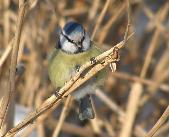 sýkora modřinka Parus caeruelus