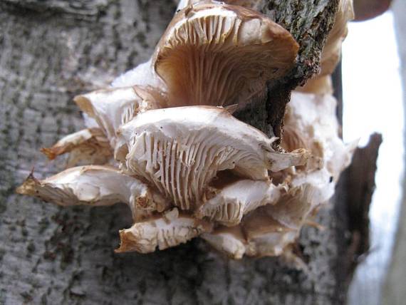 hliva ustricovitá Pleurotus ostreatus (Jacq.) P. Kumm.