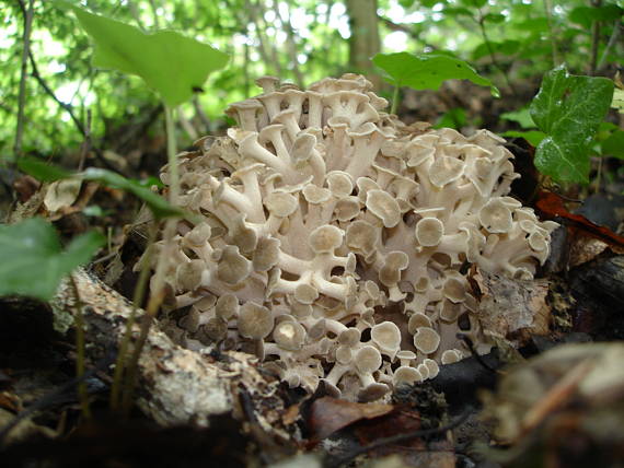 trúdnik klobúčkatý Polyporus umbellatus (Pers.) Fr.