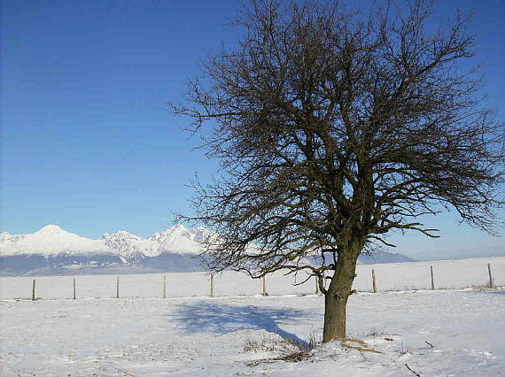 podtatranský kraj