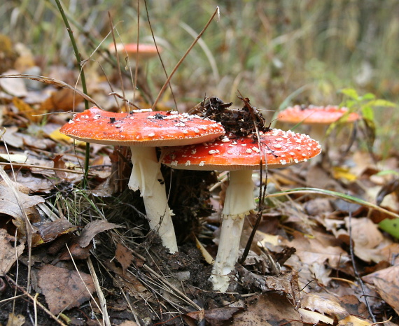 muchotrávka červená Amanita muscaria (L.) Lam.