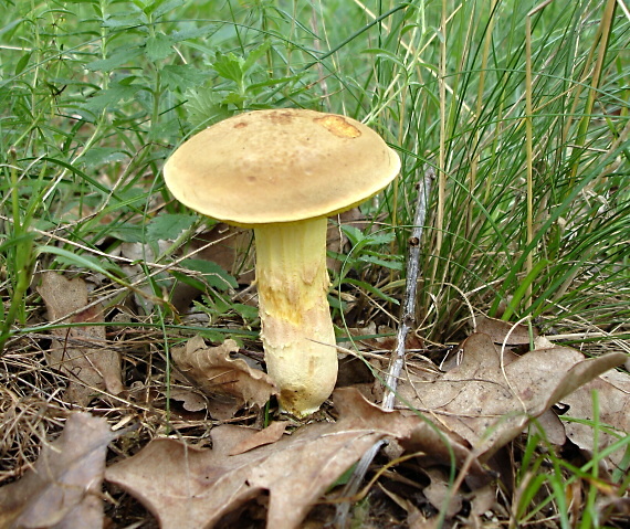 suchohríb plstnatý Boletus subtomentosus L.