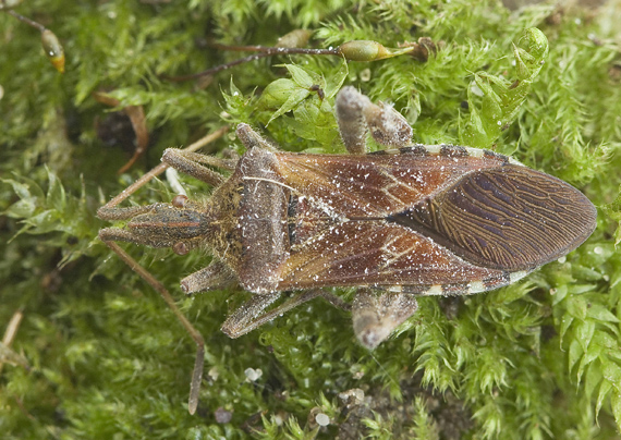 obrubnica americká  Leptoglossus occidentalis