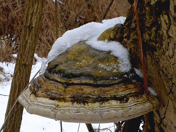 práchnovec kopytovitý Fomes fomentarius (L.) J.J. Kickx