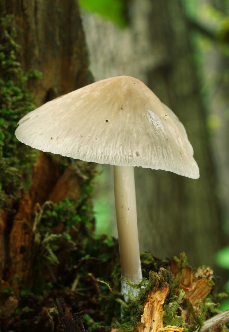 štítovka Pluteus sp.