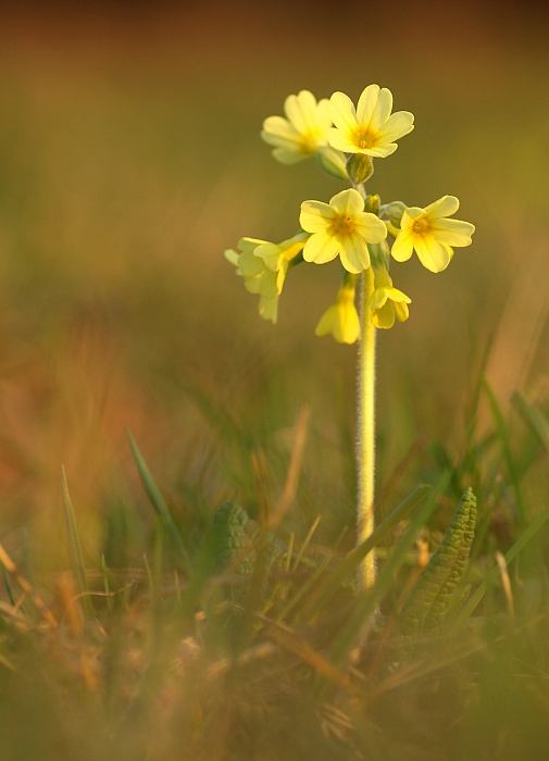 prvosienka vyššia Primula elatior (L.) L.