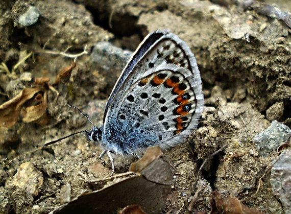 modráčik čiernoobrúbený  Plebejus argus