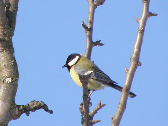 sýkorka bielolíca parus major