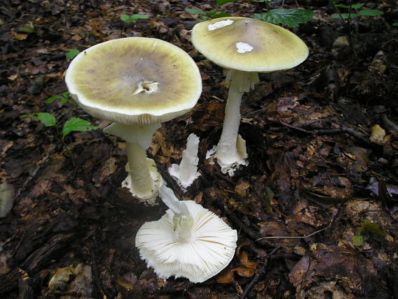 muchotrávka zelená Amanita phalloides (Vaill. ex Fr.) Link