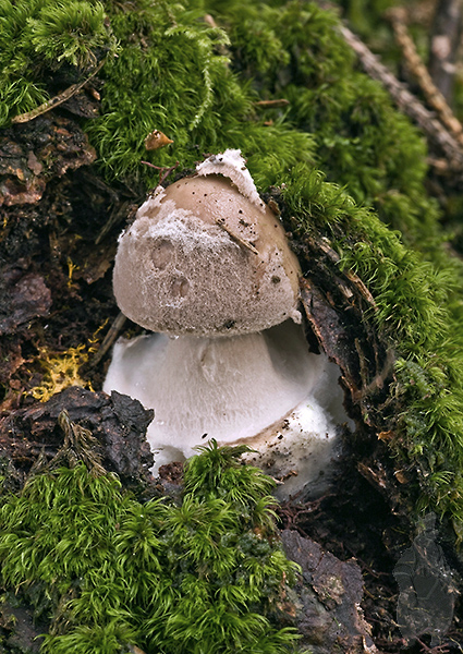 muchotrávka porfýrovosivá Amanita porphyria Alb. & Schwein.