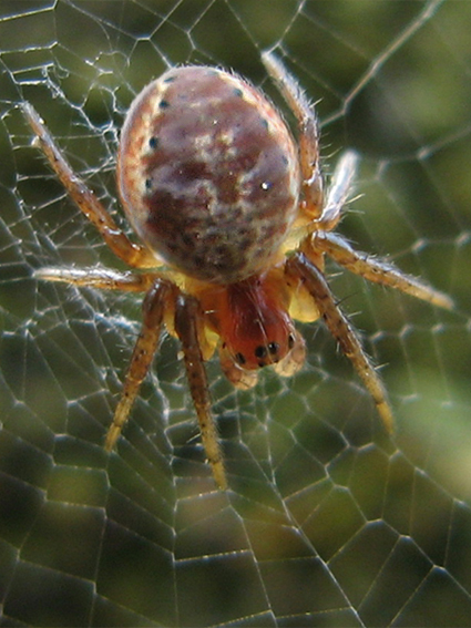 križiak Araniella sp.