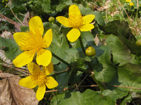 záružlie močiarne Caltha palustris L.