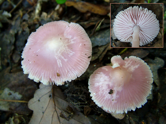 prilbička ružovkastá, helmovka Mycena rosea Gramberg