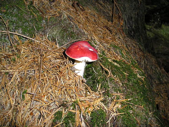 plávka škodlivá Russula emetica (Schaeff.) Pers.