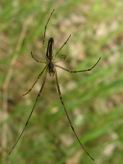 čeľustnatka trstinová ??? Tetragnatha cf. extensa