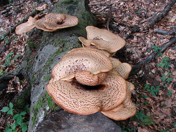 trúdnik šupinatý Cerioporus squamosus (Huds.) Quél.