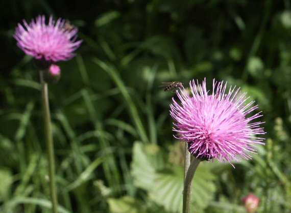 pcháč - pichliač Cirsium sp.