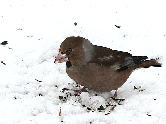 glezg hrubozobý Coccothraustes coccothraustes