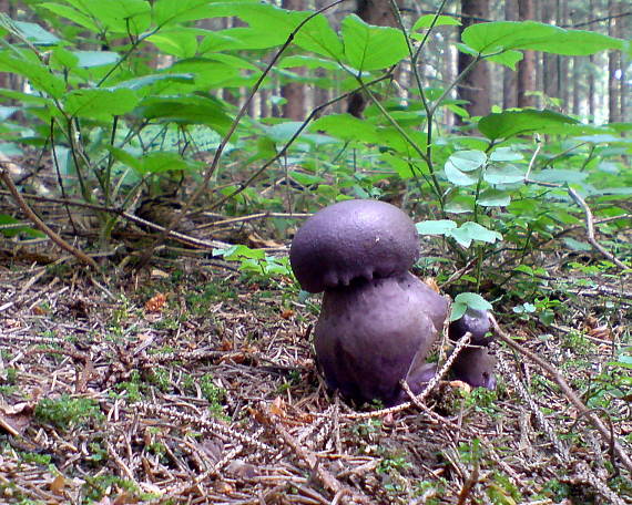 pavučinovec Cortinarius sp.