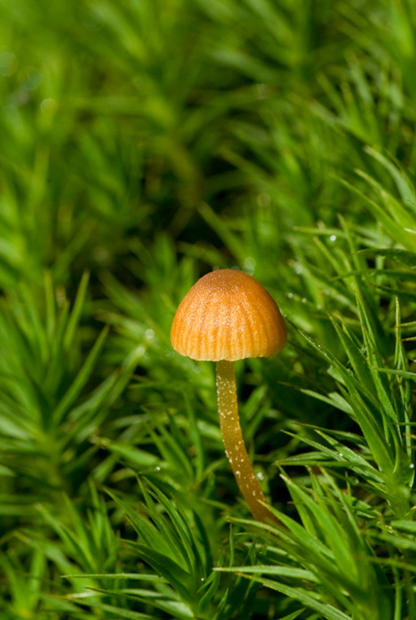 kapucňovka machová Galerina hypnorum (Schrank) Kühner